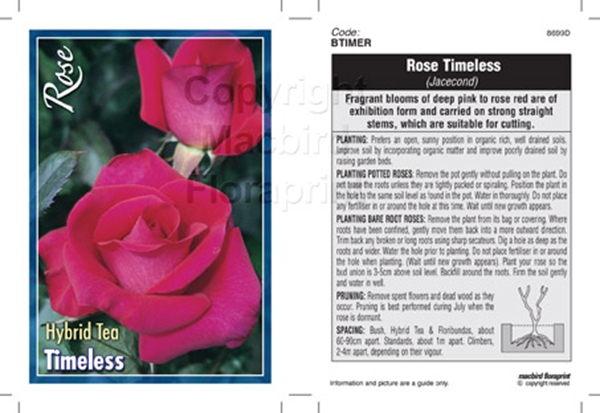 Picture of ROSE TIMELESS (HT)                                                                                                                                    