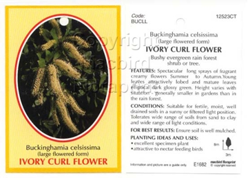Picture of BUCKINGHAMIA CELSISSIMA IVORY CURL FLOWER (LARGE)                                                                                                     