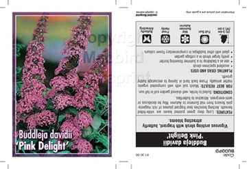 Picture of BUDDLEIA DAVIDII PINK DELIGHT                                                                                                                         
