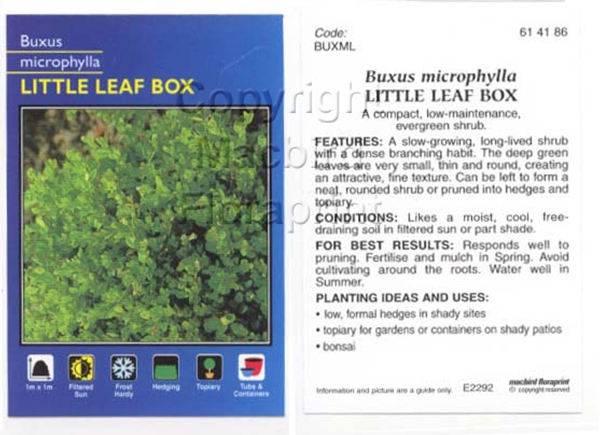 Picture of BUXUS MICROPHYLLA LITTLE LEAF BOX                                                                                                                     