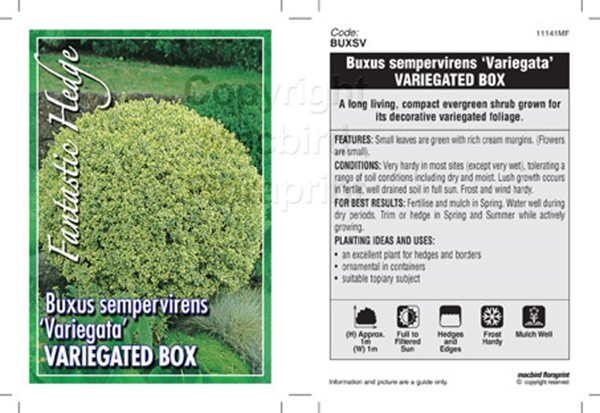 Picture of BUXUS SEMPERVIRENS VARIEGATA VARIEGATED BOX                                                                                                           