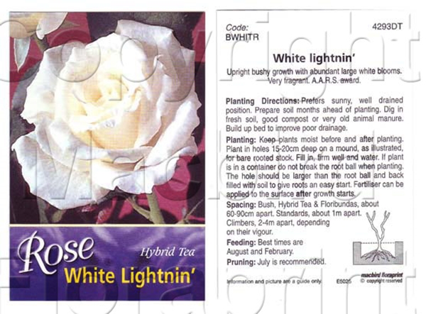 Picture of ROSE WHITE LIGHTNING (HT)                                                                                                                             