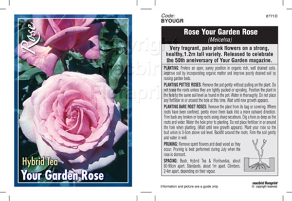 Picture of ROSE YOUR GARDEN ROSE (HT)                                                                                                                            