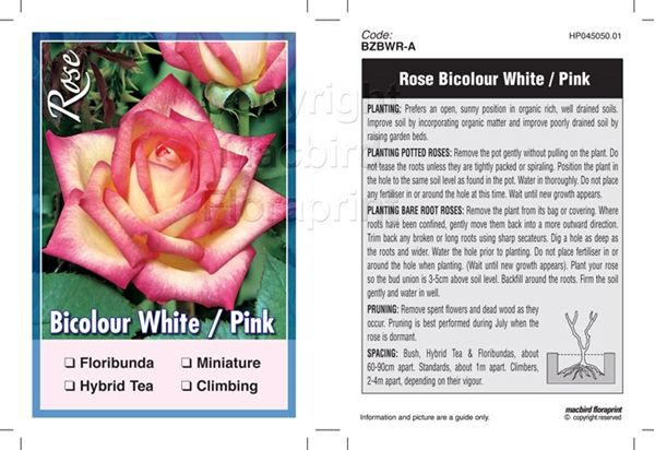 Picture of ROSE BICOLOUR WHITE PINK (UNNAMED VARIETY TICK BOX)                                                                                                   