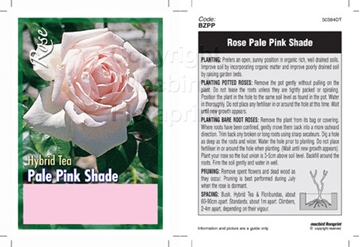 Picture of ROSE PALE PINK SHADE (UNNAMED VARIETY) (HT)                                                                                                           