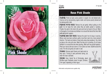 Picture of ROSE PINK (UNNAMED VARIETY) (HT)                                                                                                                      