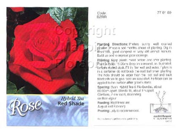 Picture of ROSE RED (UNNAMED VARIETY) (HT)                                                                                                                       