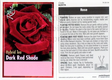 Picture of ROSE DARK RED (UNNAMED VARIETY) (HT)                                                                                                                  