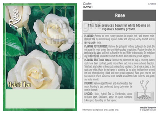 Picture of ROSE WHITE (UNNAMED VARIETY) (HT)                                                                                                                     