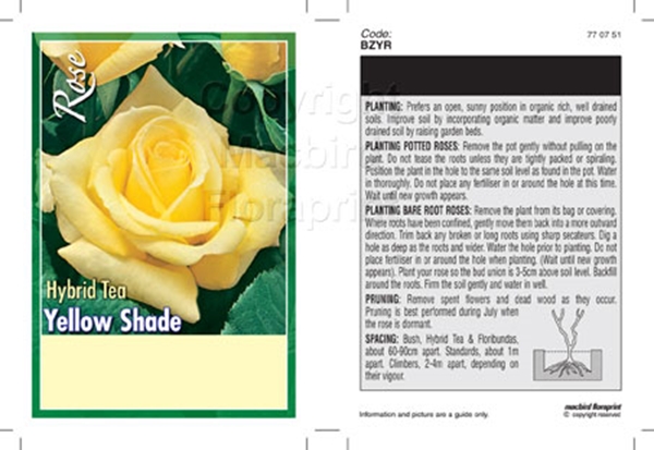 Picture of ROSE YELLOW (UNNAMED VARIETY) (HT)                                                                                                                    