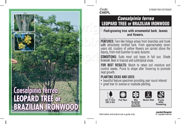 Picture of LIBIDIBIA FERREA (Syn CAESALPINIA) LEOPARD TREE                                                                                                       