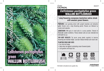 Picture of CALLISTEMON PACHYPHYLLUS GREEN WALLUM BOTTLEB                                                                                                         