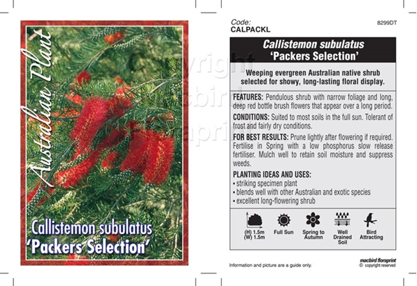 Picture of CALLISTEMON PACKERS SELECTION                                                                                                                         