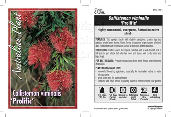 Picture of CALLISTEMON VIMINALIS PROLIFIC                                                                                                                        