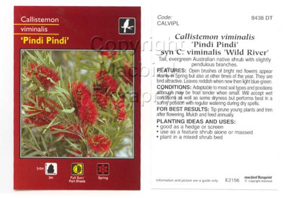 Picture of CALLISTEMON VIMINALIS PINDI PINDI                                                                                                                     