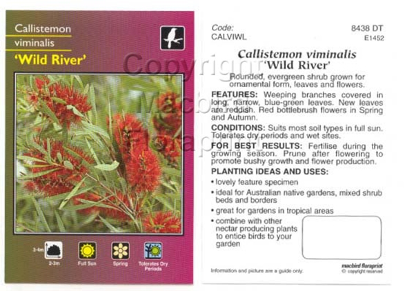 Picture of CALLISTEMON VIMINALIS WILD RIVER                                                                                                                      