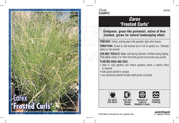 Picture of CAREX FROSTED CURLS                                                                                                                                   