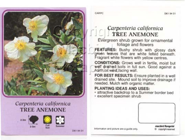 Picture of CARPENTARIA CALIFORNICA TREE ANEMONE                                                                                                                  