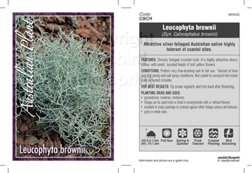 Picture of LEUCOPHYTA BROWNII SYN CALOCEPHALUS BROWNII                                                                                                           