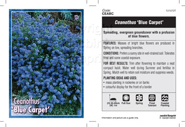Picture of CEANOTHUS BLUE CARPET                                                                                                                                 