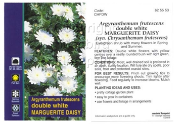 Picture of ARGYRANTHEMUM FRUTESCENS DOUBLE WHITE                                                                                                                 