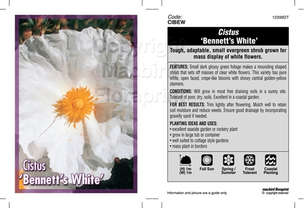 Picture of CISTUS BENNETTS WHITE                                                                                                                                 