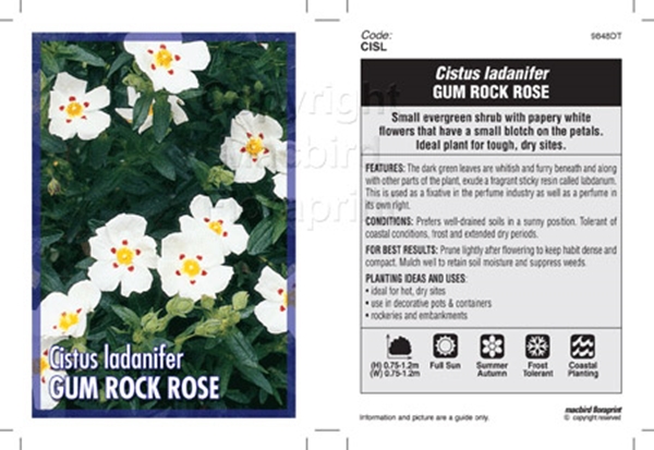 Picture of CISTUS LADANIFER GUM ROCK ROSE                                                                                                                        