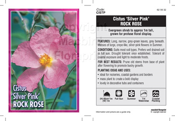 Picture of CISTUS SILVER PINK ROCK ROSE                                                                                                                          