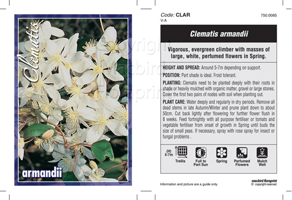 Picture of CLEMATIS ARMANDII                                                                                                                                     