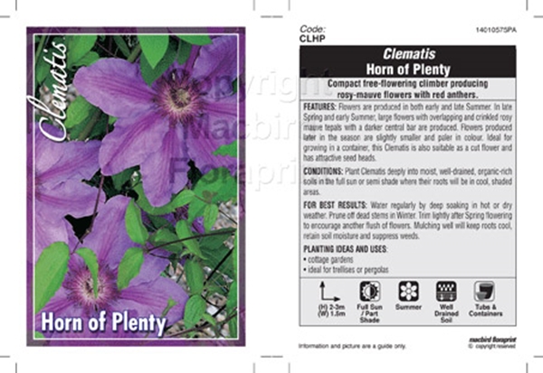 Picture of CLEMATIS HORN OF PLENTY                                                                                                                               