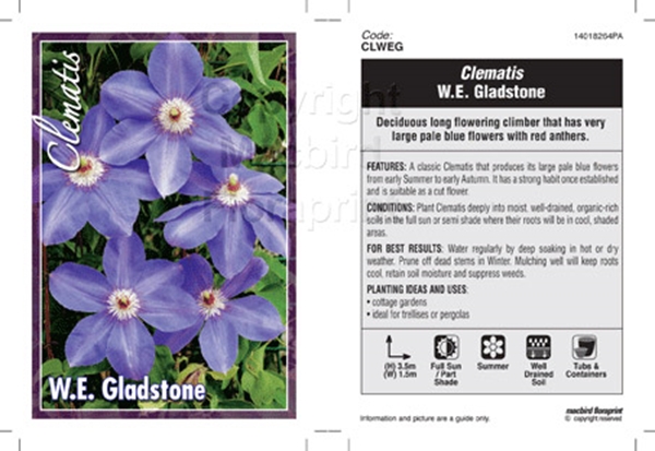 Picture of CLEMATIS W E GLADSTONE                                                                                                                                