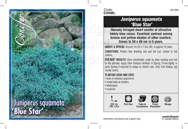 Picture of CONIFER JUNIPERUS SQUAMATA BLUE STAR                                                                                                                  