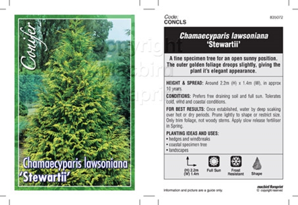 Picture of CONIFER CHAMAECYPARIS LAWSONIANA STEWARTII                                                                                                            