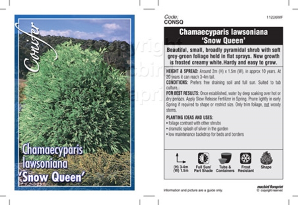 Picture of CONIFER CHAMAECYPARIS LAWSONIANA SNOW QUEEN                                                                                                           