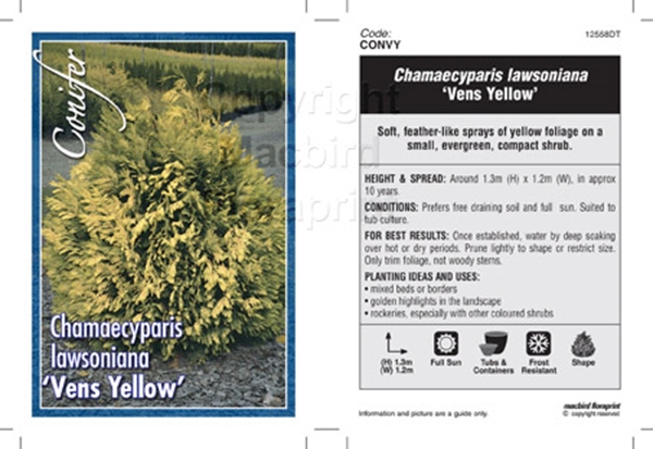 Picture of CONIFER CHAMAECYPARIS LAWSONIANA VENS YELLOW                                                                                                          