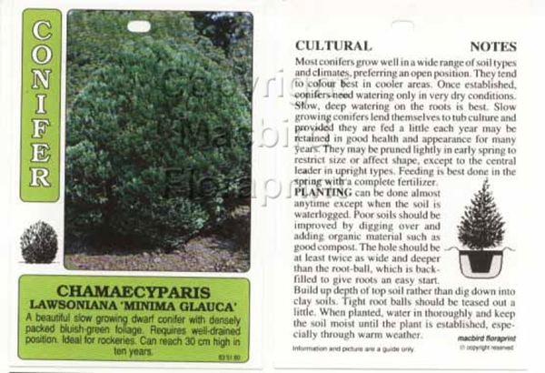 Picture of CHAMAECYPARIS LAWSONIANA MINIMA GLAUCA                                                                                                                