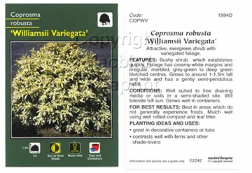 Picture of COPROSMA ROBUSTA WILLIAMSII VARIEGATA                                                                                                                 