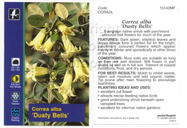 Picture of CORREA DUSTY BELLS                                                                                                                                    