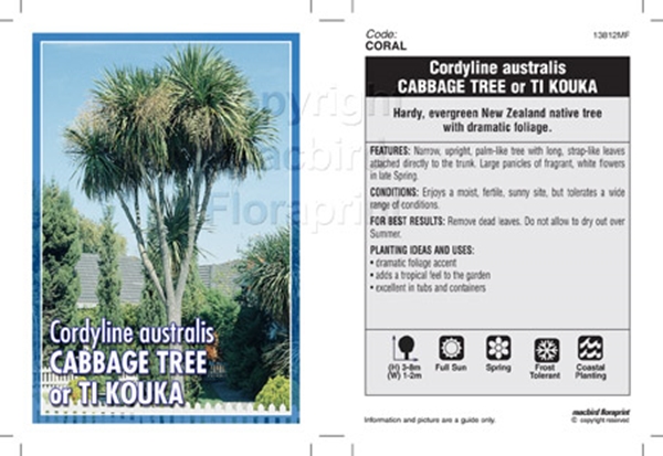 Picture of CORDYLINE AUSTRALIS CABBAGE TREE OR TI KOUKA                                                                                                          