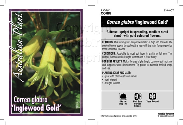 Picture of CORREA GLABRA INGLEWOOD GOLD                                                                                                                          