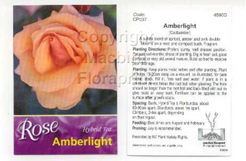 Picture of ROSE AMBERLIGHT (HT)                                                                                                                                  