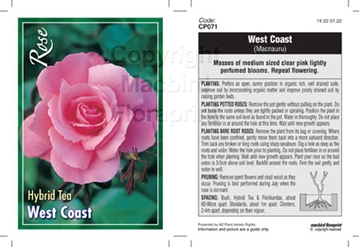 Picture of ROSE WEST COAST (HT)                                                                                                                                  