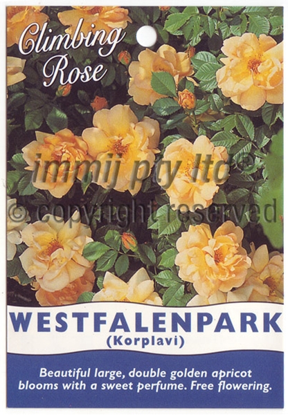 Picture of ROSE WESTFALENPARK CLIMBING                                                                                                                           