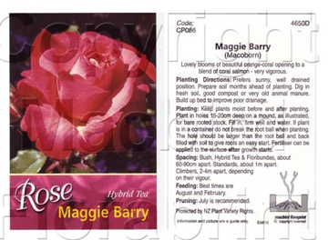 Picture of ROSE MAGGIE BARRY (HT)                                                                                                                                