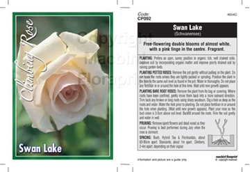 Picture of ROSE SWAN LAKE (CL)                                                                                                                                   