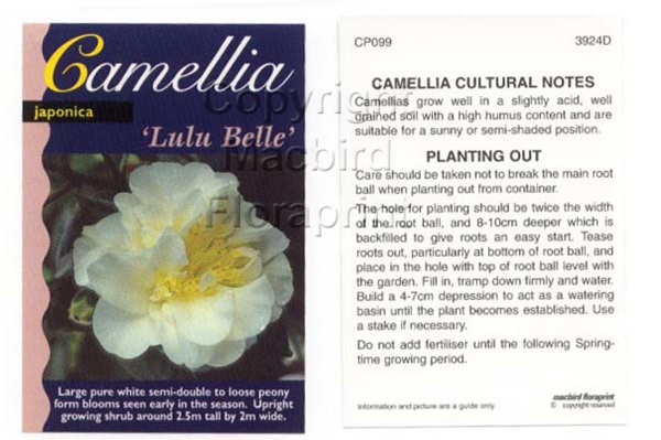 Picture of CAMELLIA LULU BELLE                                                                                                                                   