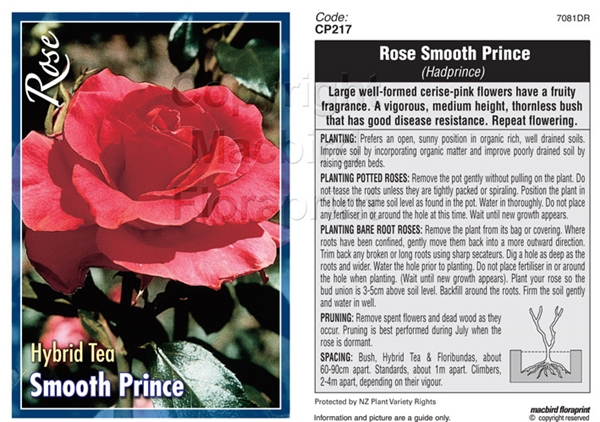 Picture of ROSE SMOOTH PRINCE (HT)                                                                                                                               