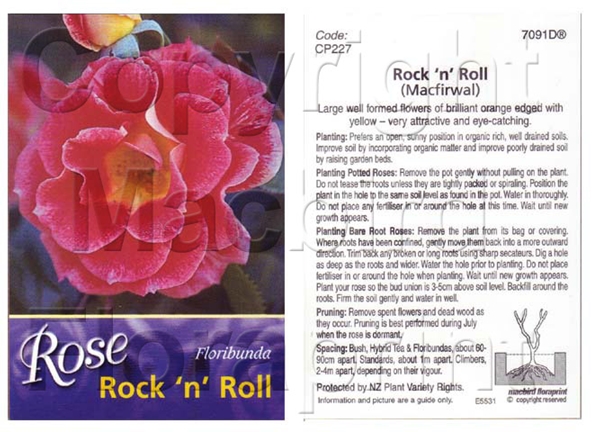 Picture of ROSE ROCK N ROLL (FL)                                                                                                                                 