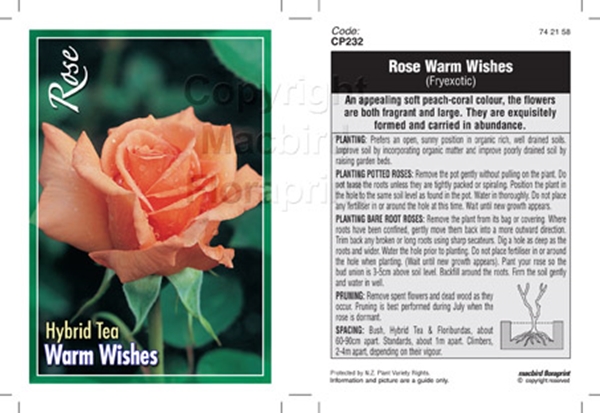 Picture of ROSE WARM WISHES (HT)                                                                                                                                 
