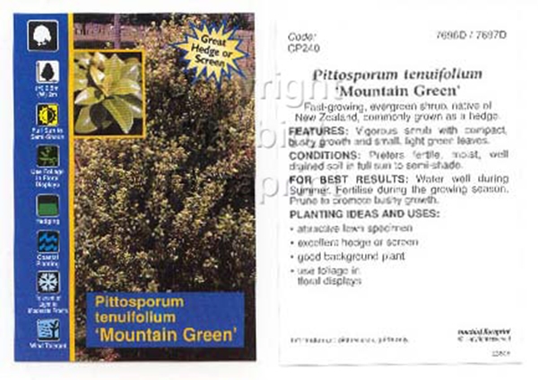 Picture of PITTOSPORUM TENUIFOLIUM MOUNTAIN GREEN                                                                                                                